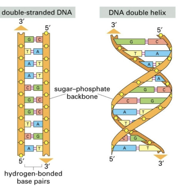 <ul><li><p>two dns strands wrapped in a right handed helix</p></li><li><p>two chains are antiparallel</p></li><li><p>sugar phosphate backbone on the outside, bases project toward the center</p></li><li><p>the bases are stacked one on top of the other</p><ul><li><p>hydrophobic interactions and van der waals forces stabilize the helix</p></li></ul></li></ul><p></p>