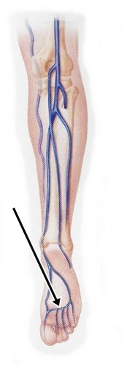 <p>Name the blood vessel.</p>