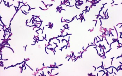 <p>What am i- gram stain, shape, arrangement</p>