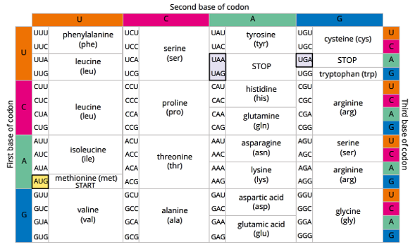 <p>set of rules used by cells to translate the information encoded in nucleic acids. considered both universal and degenerate. </p><p>universal: all living things read the sequence of nitrogenous bases and interpret them the same way. meaning that all 3 base sequences will be interpreted for the same amino acid.</p><p>degenerate: there are multiple 3 letter combinations that code for the same amino acid. this redundancy is called degeneracy when talking about the genetic code. </p>