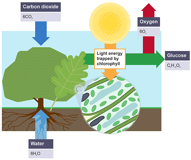 <p>endothermic process by plants to create glucose, oxygen and remove carbon dioxide</p>
