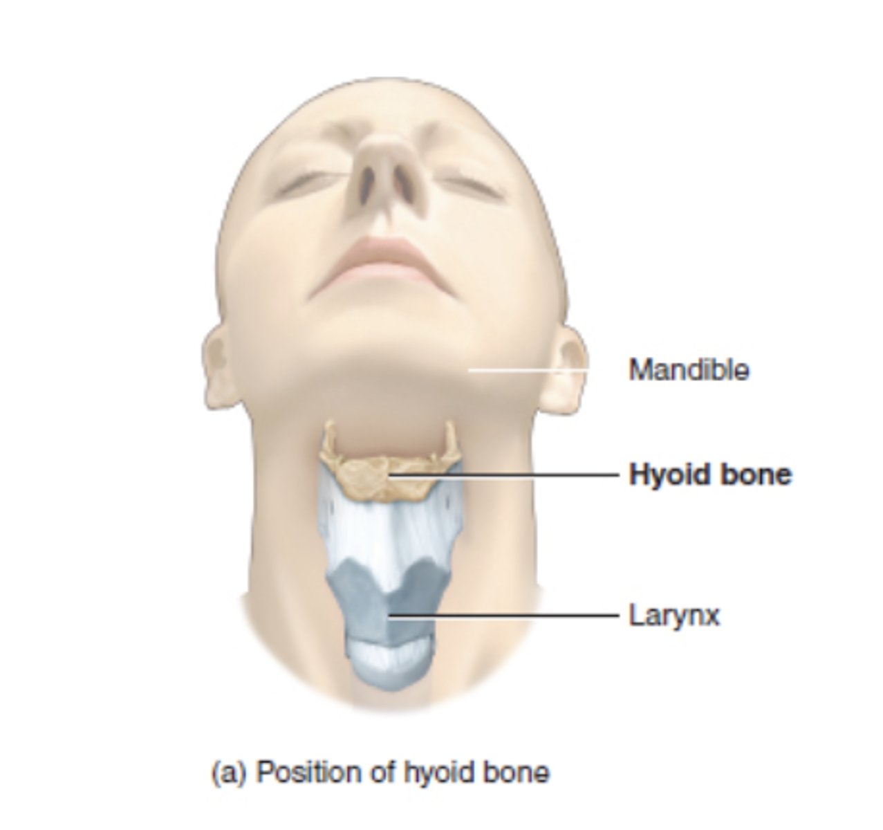 <p>in front of the neck, below the jaw, and above the Adams apple</p><p>- at the level of C3-C4 vertebrae</p><p>- articulates with no other bone</p>
