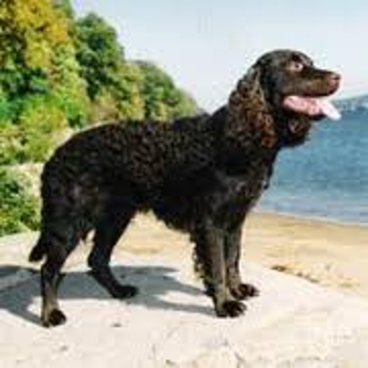 <p>Sporting group, 15-18 in, gun dog and retriever</p>