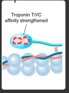 <p>troponin t, i, and c affinity strengthened </p>