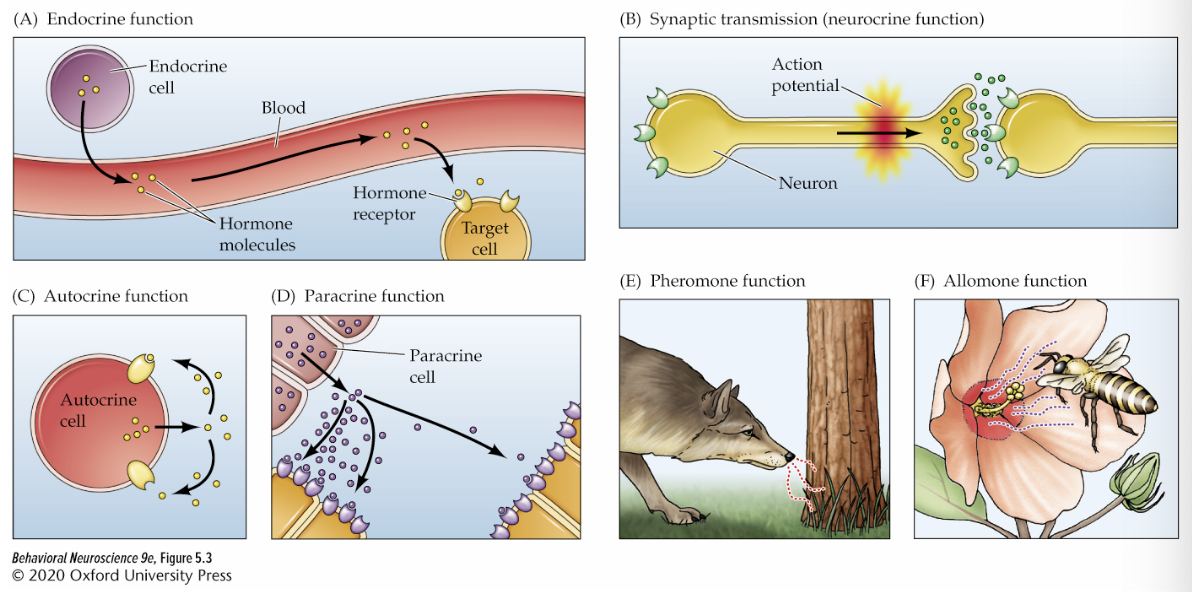 <p>cells release to neigbouring cells (strongest effects on closest cells)</p>