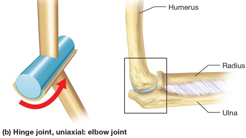 <ul><li><p>Synovial joint</p></li><li><p>Convex articular surface of one bone interacts with concave depression of second bone</p></li><li><p>Uniaxial movement</p></li></ul><p></p>