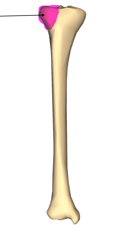 <p>What bone structure is this?</p>