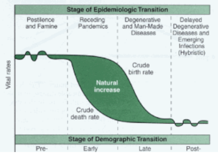 <ol><li><p>famine → birth and death rate oscillating, population low</p></li><li><p>receding pandemic → death rate drops, population begins to increase</p></li><li><p>Human induced disease → birth rate drops, death rate plateaus, population rapidly increases</p></li><li><p>era of tech, improved quality of life → death rate plateaued, birth rate declining, population plateaus</p></li><li><p>unknown → birth rate lower than death rate, population falls</p></li></ol>