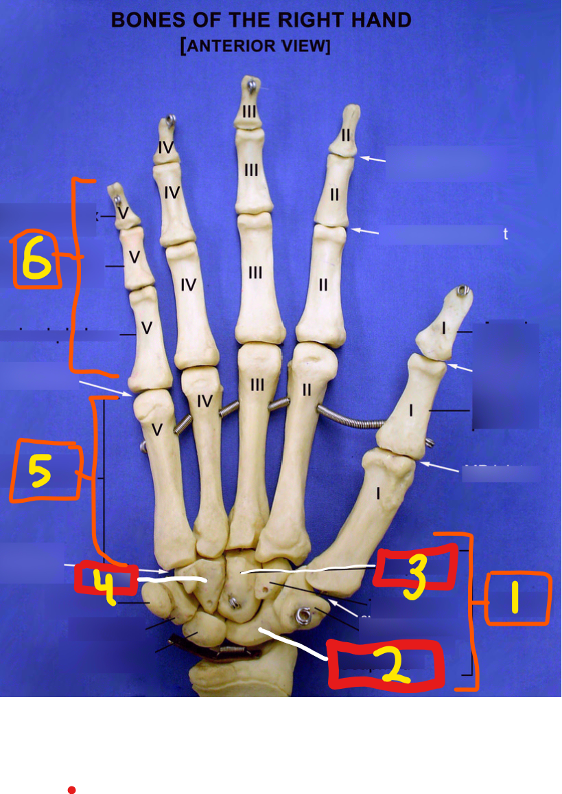 <p>what group of bones is #1</p>