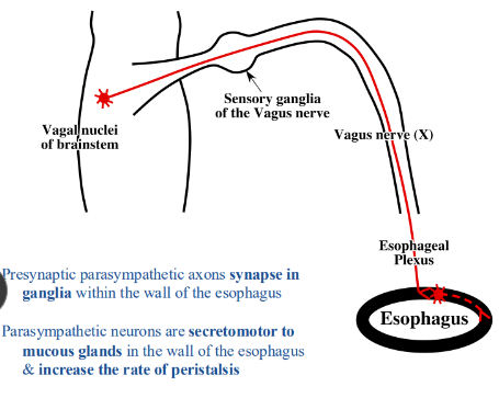 <p>-synapse in ganglia within the wall of the esophagus</p><p>-parasympathetic neurons are secretomotor to mucous glands in the wall of the esophagus and increase the rate of peristalsis</p>