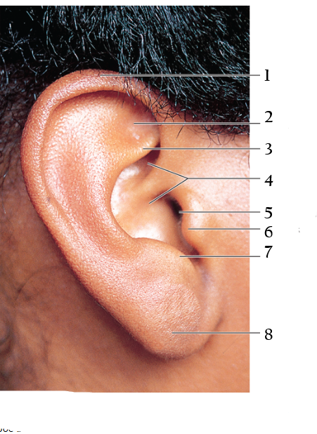 <p>Ear 1-4</p>