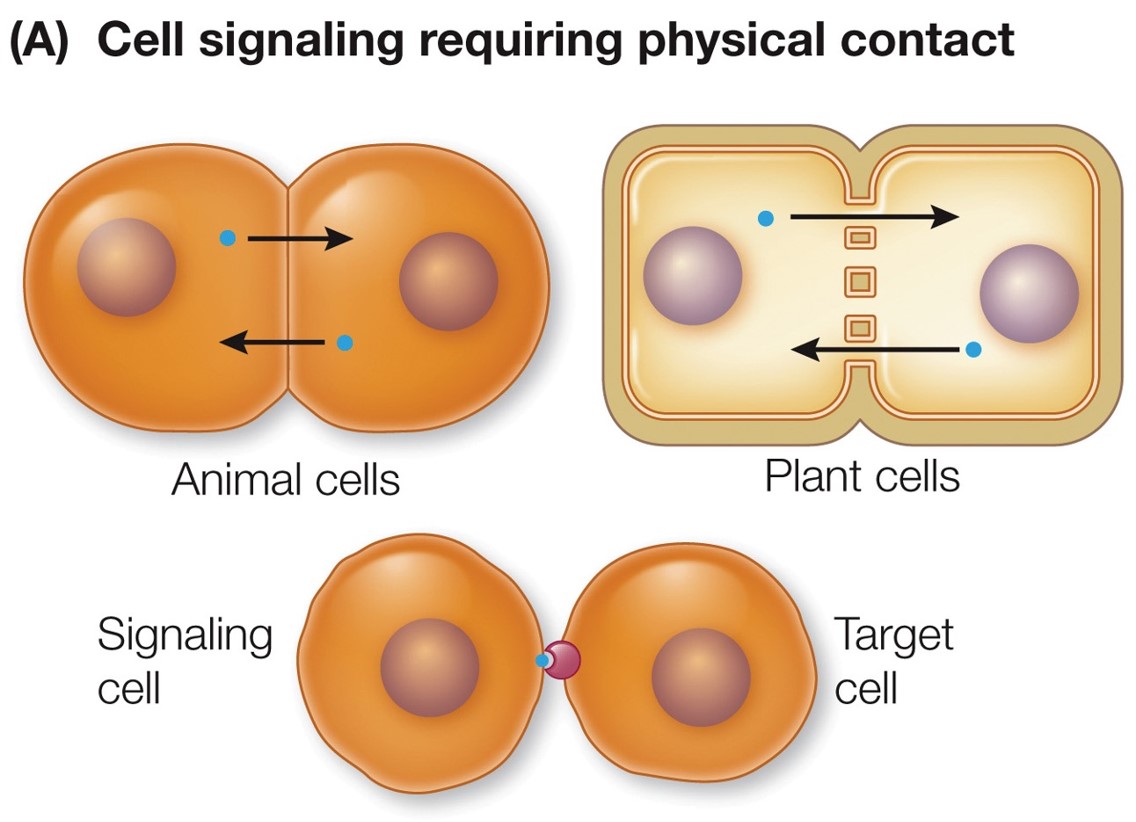 <p>direct contact of two cells</p>