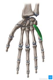 <p>front of hand</p>