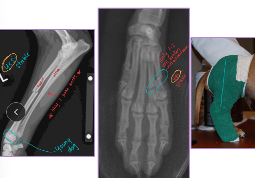 <p><span style="background-color: transparent;"><strong>Splint Bandage</strong></span></p>