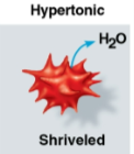 <p>Shriveled</p>