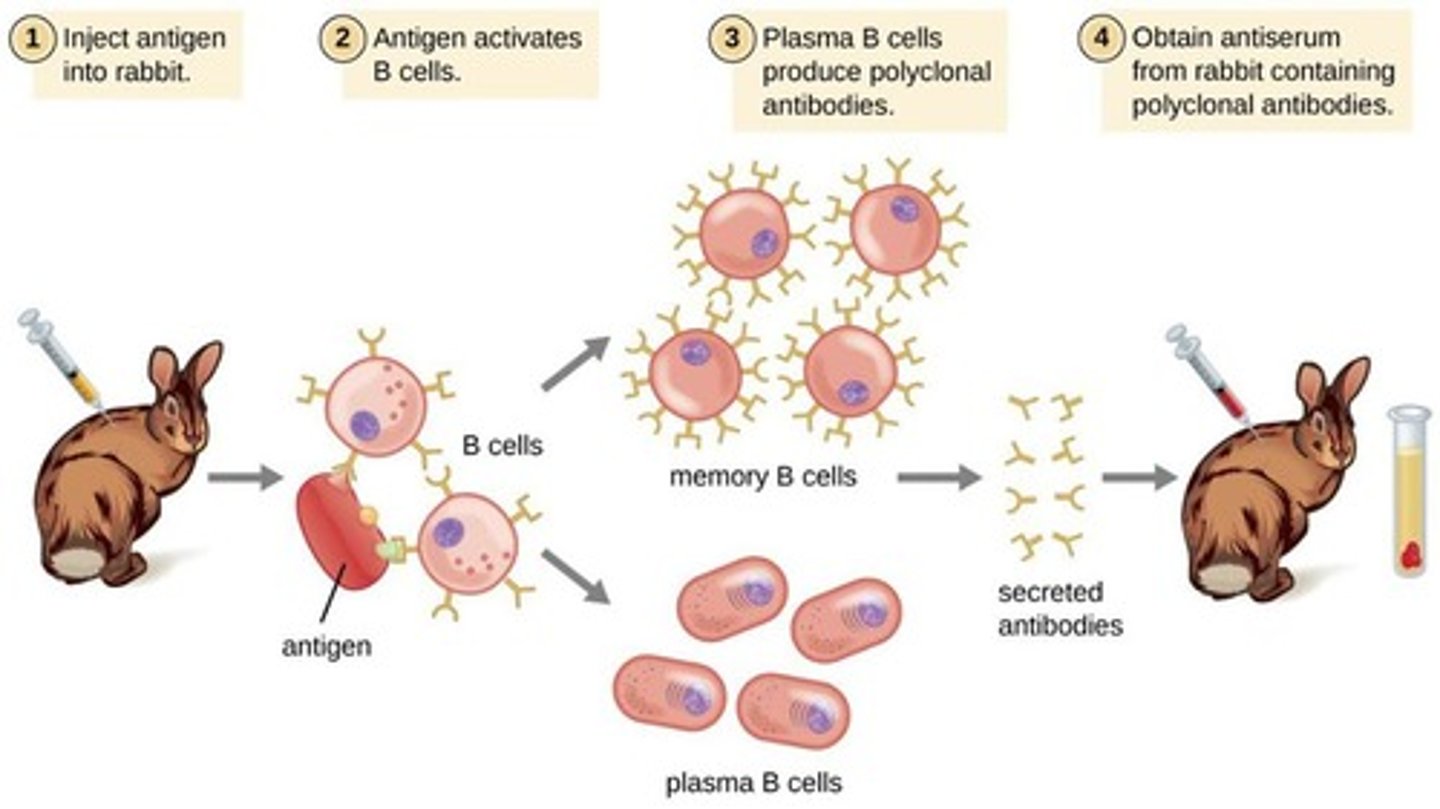 <p>Antibodies that are made by identical immune cells that are all clones of a unique parent cell.</p>