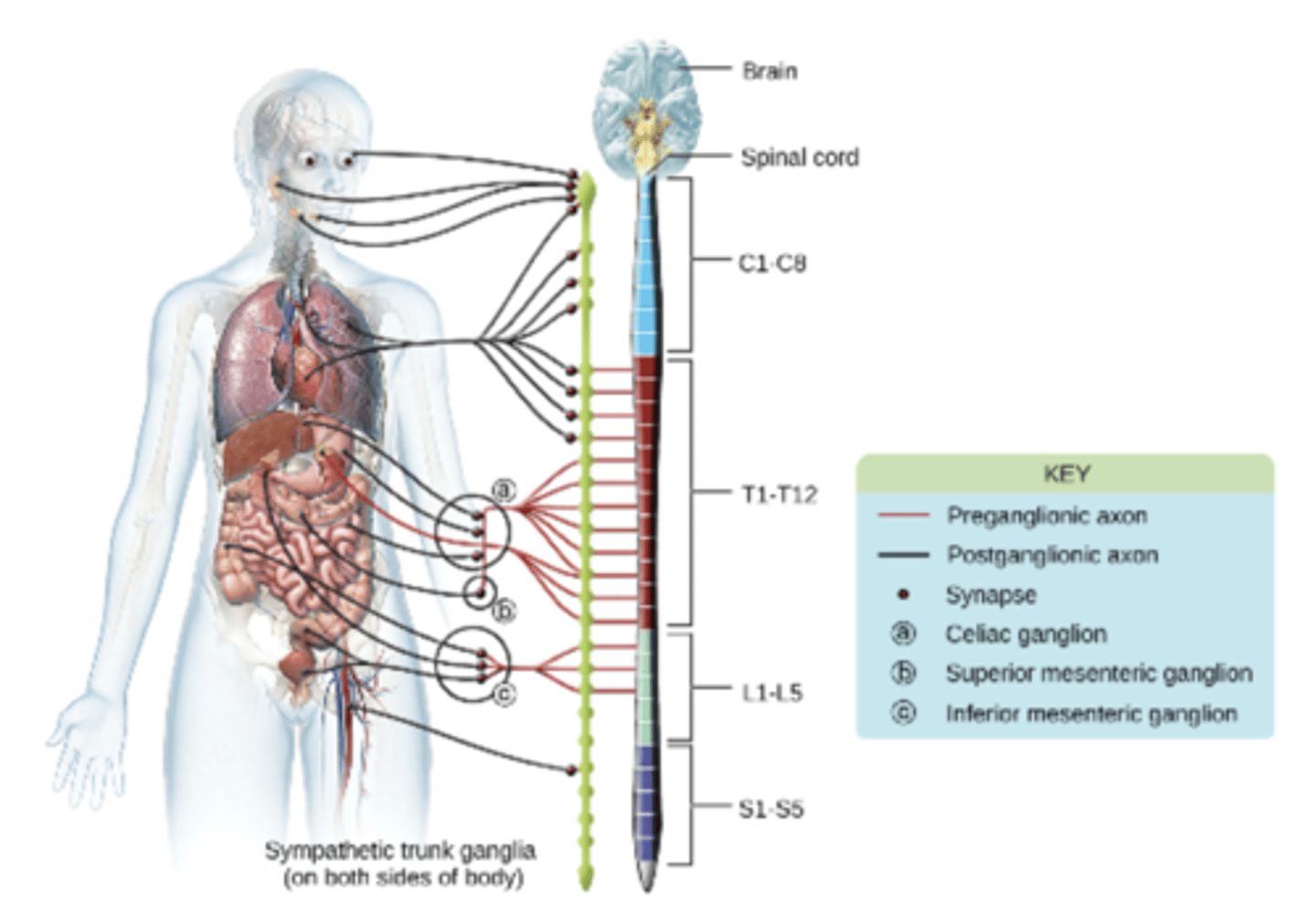 <p>The sympathetic Nervous System stimulates the fight or flight responses</p>