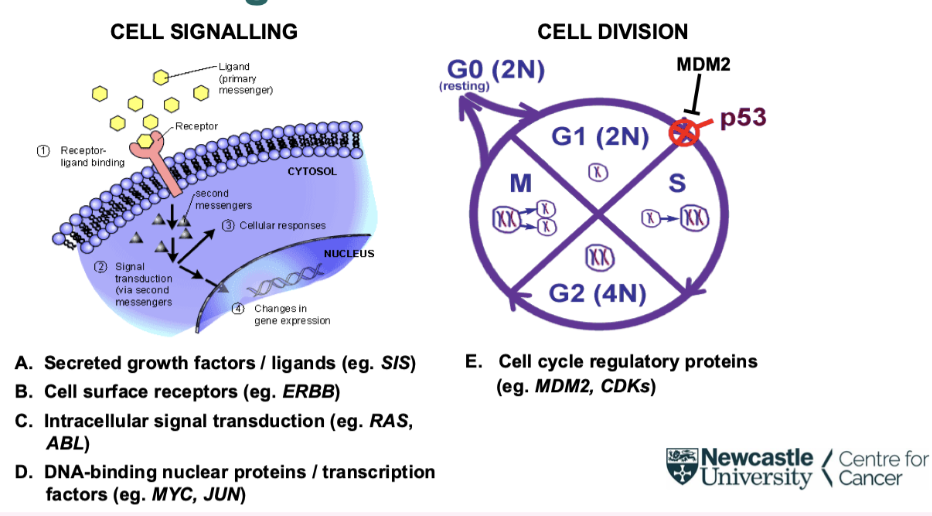 <p></p><p><span style="background-color: inherit; line-height: 22px; color: windowtext;"><span>See different oncogenes mutated at different parts of their signalling pathway</span></span><span style="line-height: 22px; color: windowtext;"><span>&nbsp;</span></span></p><p class="Paragraph SCXO179242833 BCX0" style="text-align: left;"><span style="background-color: inherit; line-height: 22px; color: windowtext;"><span>Some oncogenes that can drive the cell cycle directly, or feed into it&nbsp;</span></span><span style="line-height: 22px; color: windowtext;"><span>&nbsp;</span></span></p>
