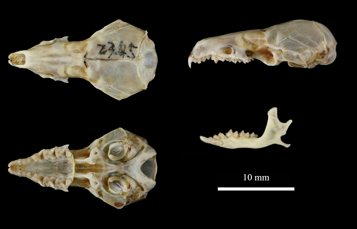 <p>Shrew</p>