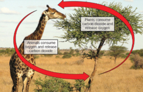<p>plants are net producers of atmospheric O2 and net consumers of CO2</p><ul><li><p>photosynthesis consumes CO2 and releases O2</p></li><li><p>cellular respiration consumes O2 and releases CO2 as a byproduct</p></li></ul><p></p>
