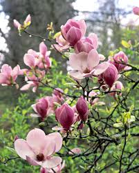 <p><span>Magnolia x soulangiana cv. / Saucer Magnolia</span></p>