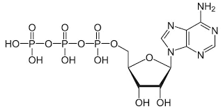 <p>(ATP) Phosphoric anhydride of great biological importance.</p>