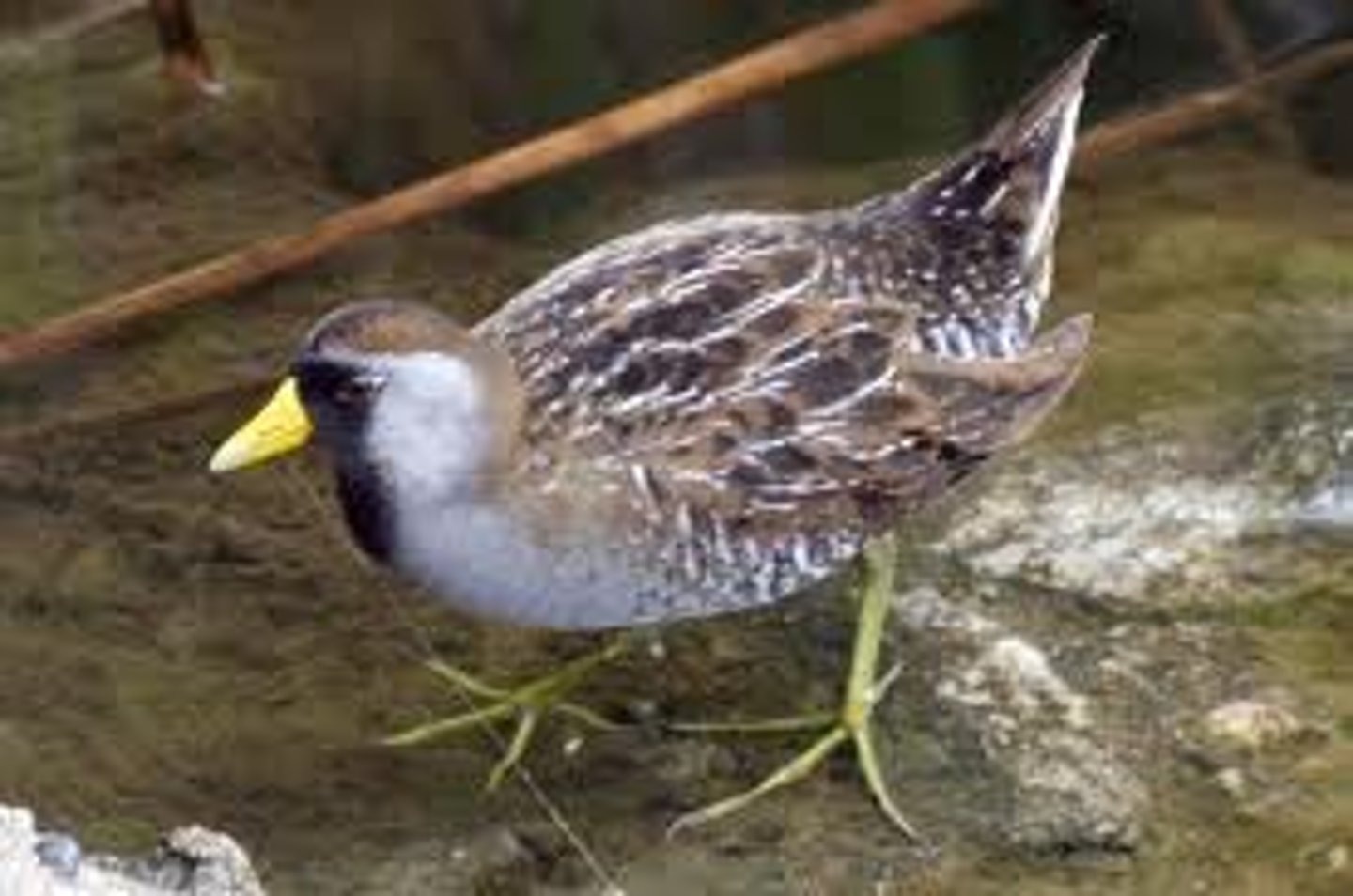 <p>Gruiformes</p><p>Rallidae</p>