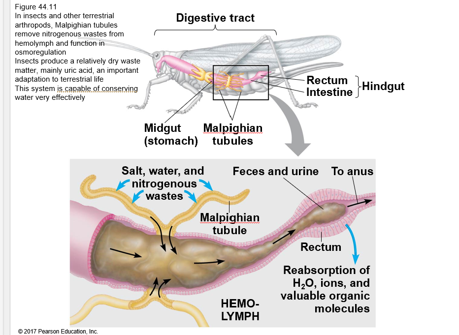 <p>How do insects conserve water using Malpighian tubules?</p>