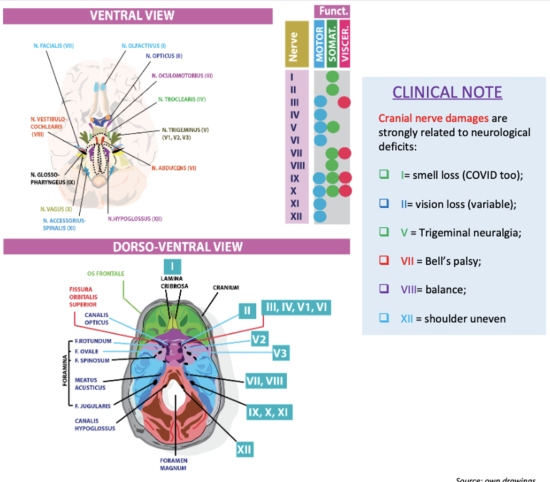 <p>What functions do the nerves 1,2,4 and 6 have?</p>