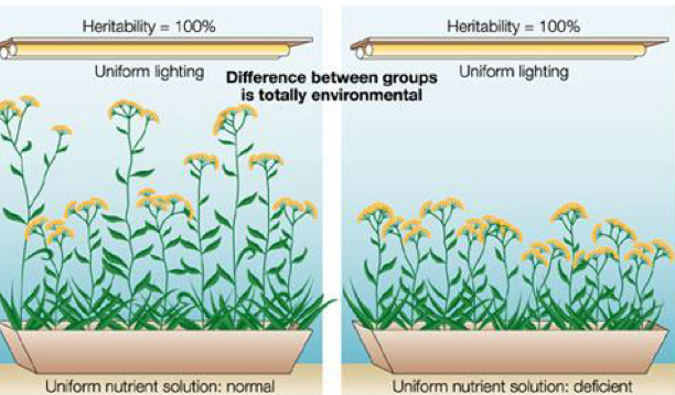 <p>heritability</p>