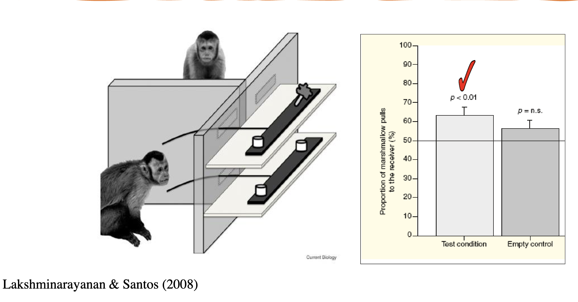 <ol><li><p>Inequality Aversion:</p><ul><li><p>The study found that capuchin monkeys exhibited a strong aversion to inequality. In a task where two monkeys had to work together to receive a reward (such as food), they were paired with another monkey and performed the same action. However, one monkey would receive a better reward (e.g., a grape) while the other received a less preferred reward (e.g., a cucumber).</p></li><li><p>When the monkeys observed the unequal distribution of rewards, they showed clear signs of discontent and refused to participate in the task. In some cases, they even threw the cucumber back at the experimenter, expressing dissatisfaction with the unequal treatment.</p></li></ul></li><li><p>Fairness and Cooperation:</p><ul><li><p>The capuchins’ reactions to inequality indicate that they have a basic understanding of fairness and equity in cooperative settings. This suggests that the monkeys were motivated by a sense of fairness, rather than pure self-interest, and would engage in prosocial behavior only when the rewards were distributed equally.</p></li><li><p>However, their willingness to cooperate and engage in the task was significantly reduced when they perceived an unfair distribution of rewards, suggesting that their prosocial behavior was conditional on the fairness of the situation.</p></li></ul></li><li><p>Prosocial Behavior:</p><ul><li><p>The study demonstrated that while capuchins are not inherently altruistic in the sense of helping others without any personal gain, they do have an understanding of fairness and may engage in cooperative behavior if they perceive that the situation is equitable. However, they will reject situations where they feel they are being treated unfairly or where the distribution of rewards is unequal.</p></li></ul></li></ol><p></p>