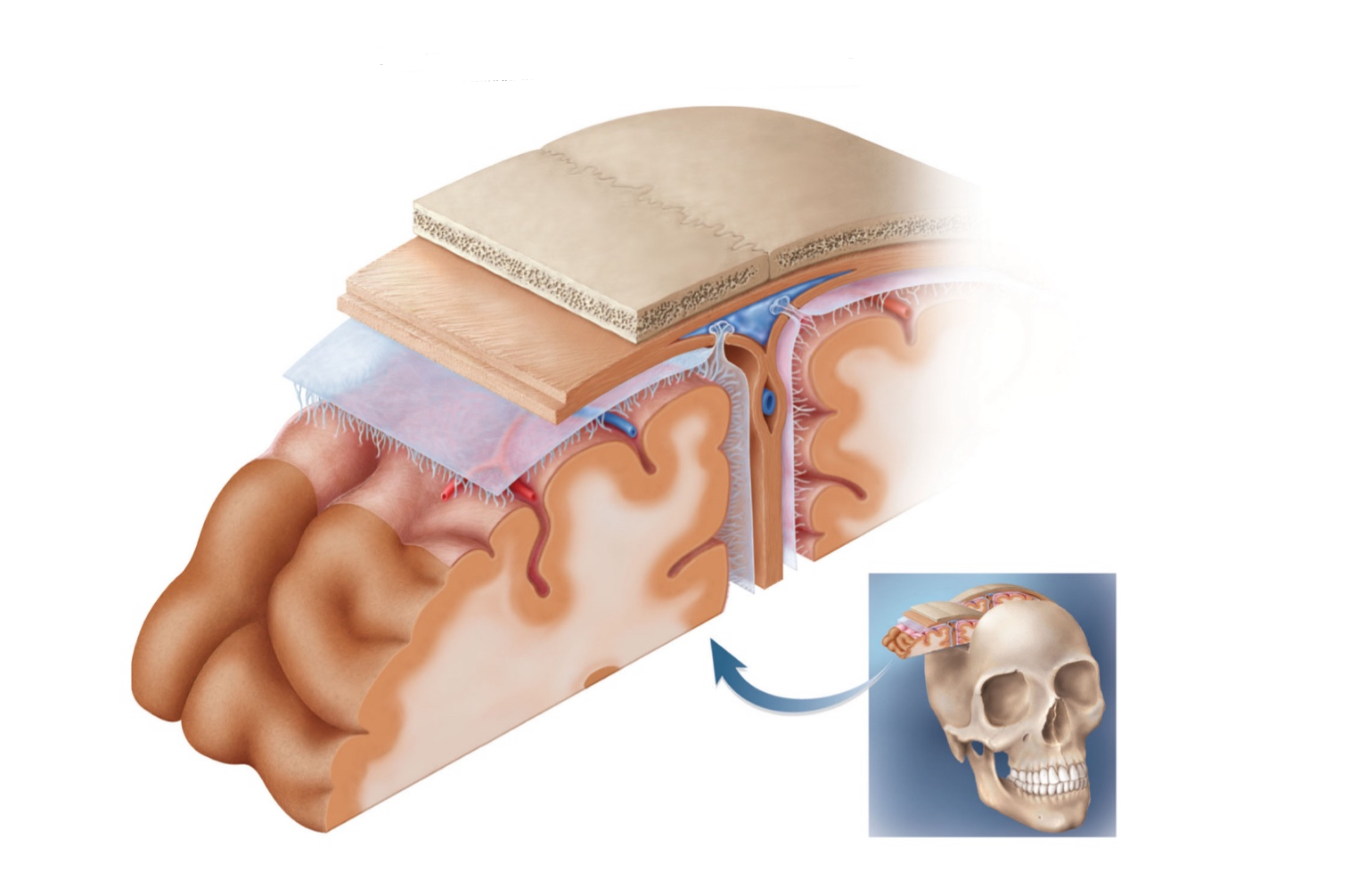 <p>identify and describe layers under the skull</p>