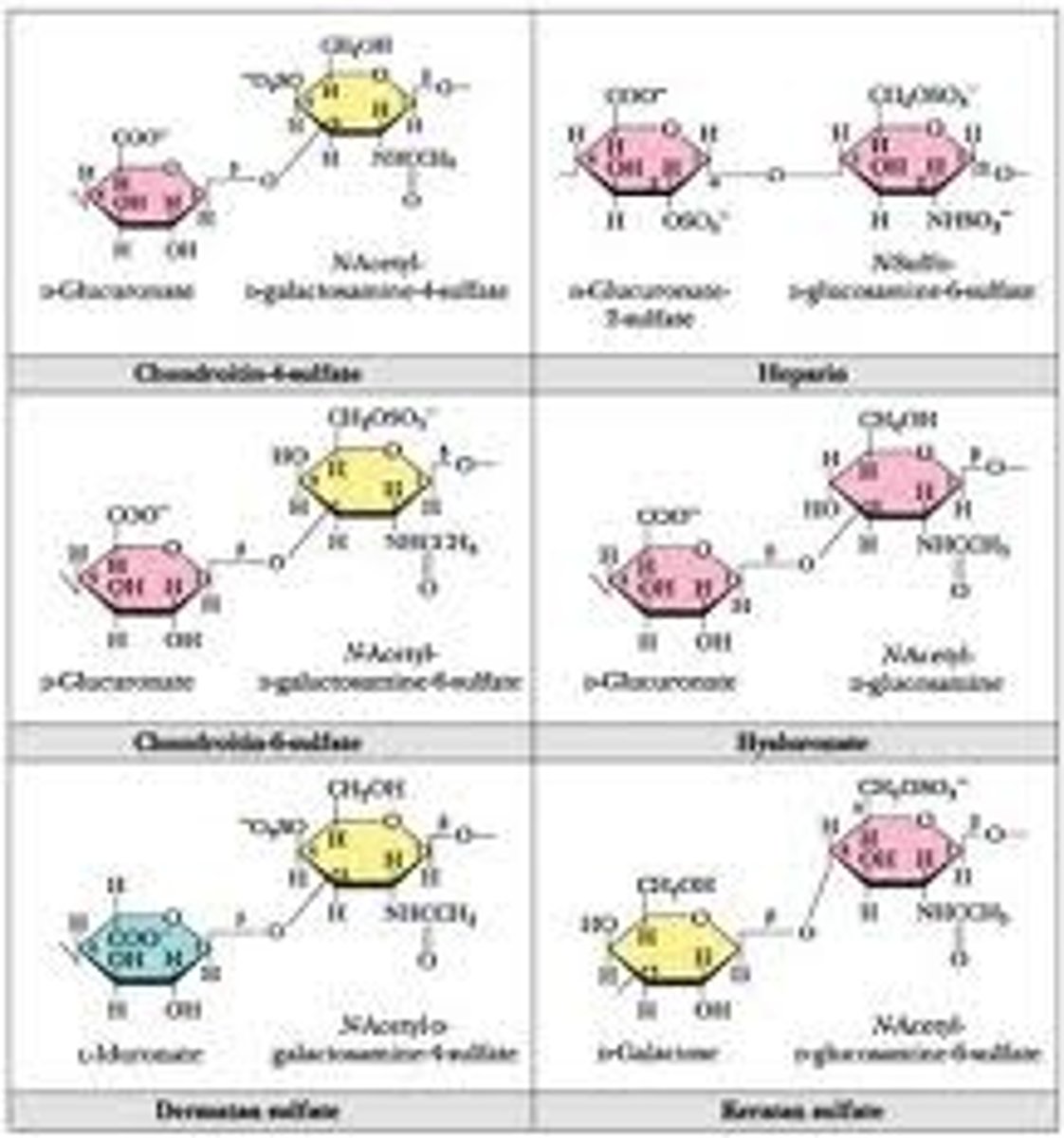 <p>Also known as mucopolysaccharides these are long unbranched polysaccharides consisting of a repeating disaccharide unit. The repeating unit consists of a hexose (six-carbon sugar) or a hexuronic acid, linked to a hexosamine (six-carbon sugar containing nitrogen). These are the major component of the 'gel' found in the extracellular matrix of tissue. They are negatively charged and thus attract ions, especially sodium which aids diffusion of water in to the tissue, giving tissue it's compression resistance.</p>