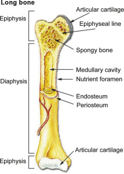 <p>It is the cavity in the center of the shaft, where<strong> marrow is stored</strong>. </p><ul><li><p><strong>site of blood cell formation</strong></p></li></ul><p></p>