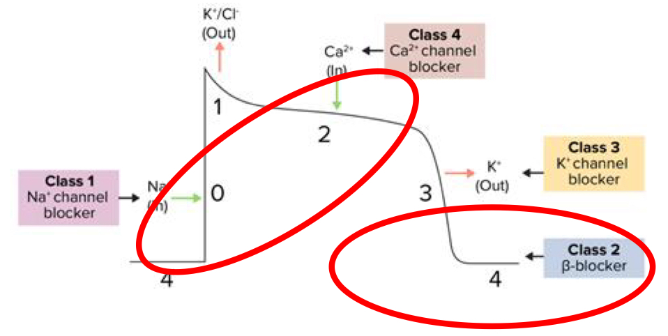 <ul><li><p>Decrease Na and Ca influx</p></li><li><p><span style="line-height: 1.15;"><span>Depresses SA node  </span></span></p></li><li><p><span style="line-height: 1.15;"><span>Slows AV conduction</span></span></p><ul><li><p>Decreases the ventricular response to atria</p></li><li><p>Increases the refractory period in conducting tissues (4)</p></li></ul></li></ul><p></p>