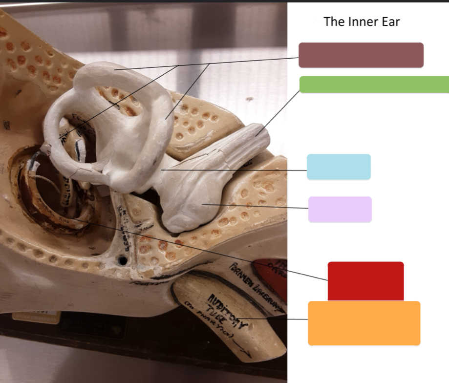 <p>What part of the inner ear is this? (light purple)</p>