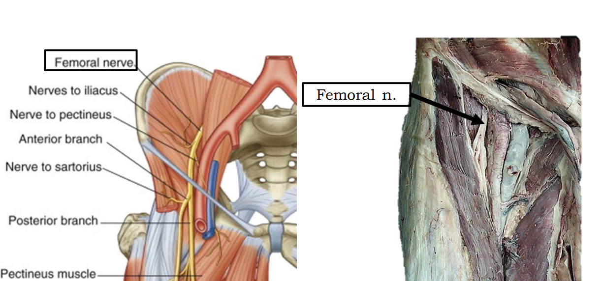 <p>Femoral n. (lumbar plexus)</p>
