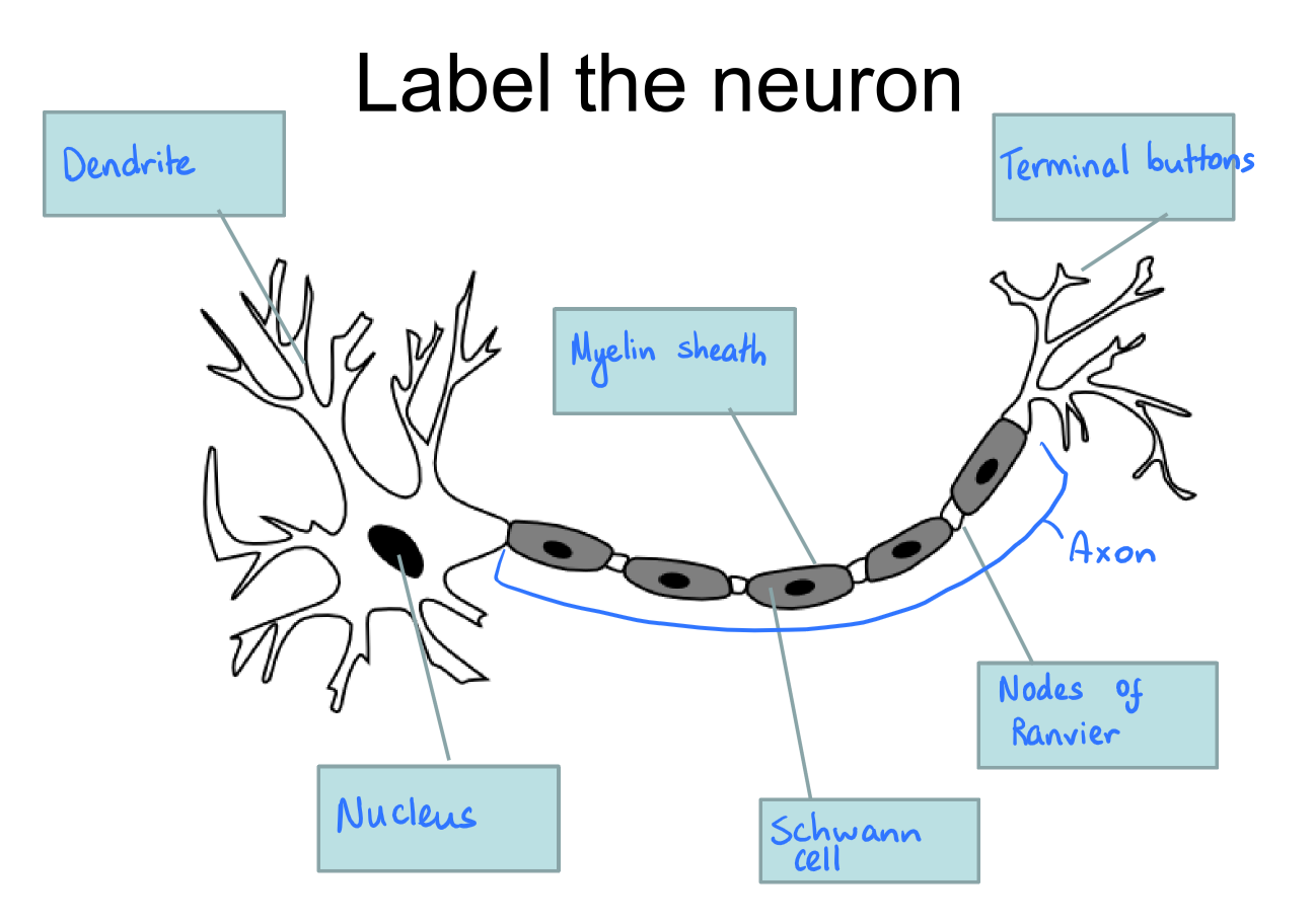 <p>Neurons/nerve cells are cells that conduct nerve impulses. They are specialised to carry neural information throughout the body.</p><p>Everything a person thinks and feels, says and does are caused by electrochemical events occurring within and between neurons.</p><p>Neurons can be one of three types: sensory neurons, relay neurons or motor neurons.</p><p></p><p>SEE IMAGE ATTACHED!!!</p><p><strong><u>Neurons consist of:</u></strong></p><p><strong>Nucleus</strong><br>The control centre – contains the cell's chromosomal DNA.</p><p><strong>Dendrite</strong><br>Receives the impulse from adjacent neurons.</p><p><strong>Axon</strong><br>Length which the electrical signals pass along.</p><p><strong>Schwann cells</strong><br>These are just the cells that make up the axon so they have the same function as the axon.</p><p><strong>Myelin sheath</strong><br>Insulates/protects the axon from external influences that might effect transmission.</p><p><strong>Nodes of ranvier (gaps along the axon with no myelin sheath)</strong><br>These speed up the transmission of the impulse by forcing it to ‘jump’.</p><p><strong>Terminal buttons</strong><br>Terminal buttons send signals to an adjacent neuron.</p>