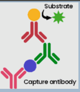 <p>The target is bound between a captured antibody (for antigen detection) or capture protein (for antibody detection) and the conjugated detecting antibody</p>