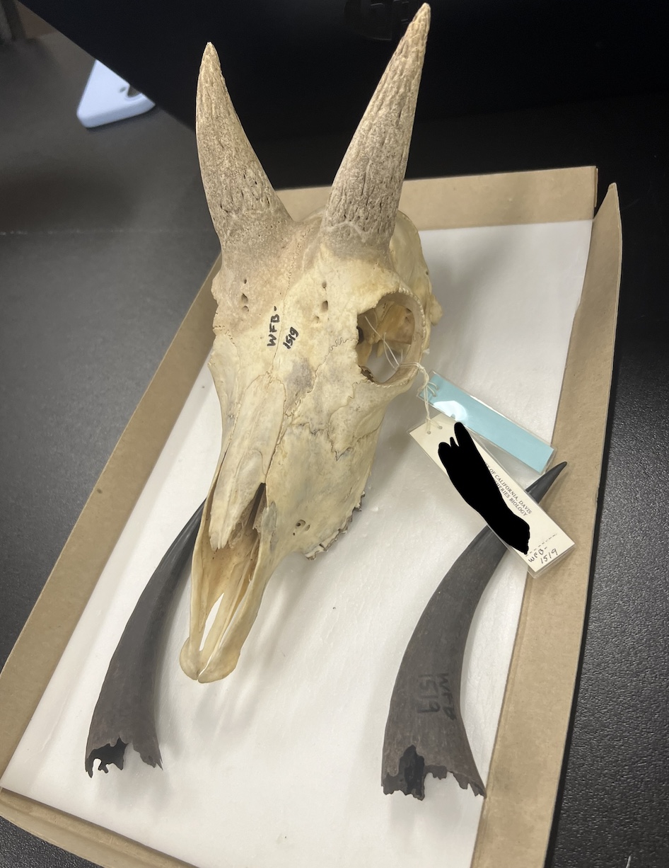 <p>Genus and species?</p>