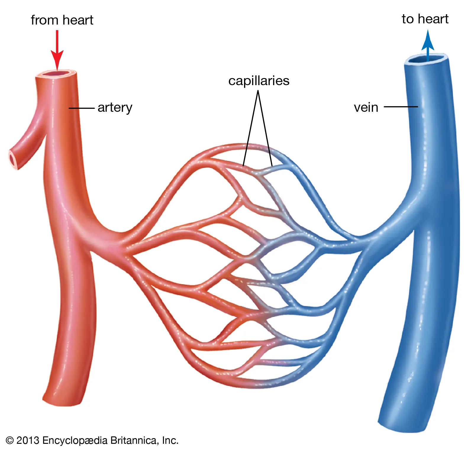 figure showing artery, vein, and capillary