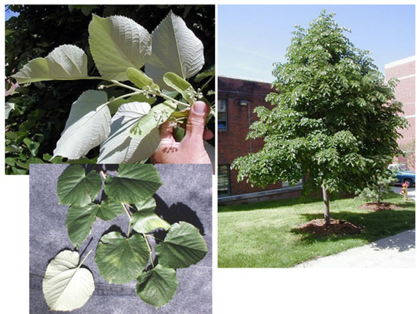 <p>silver linden</p>