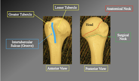 <p>Anterior view</p><ul><li><p>greater tubercle</p></li><li><p>leser tubercle</p></li><li><p>intertublear suclus Groove</p></li></ul><p></p><p>Posterior view</p><ul><li><p>anatomical neck</p></li><li><p>surgical neck&nbsp;</p></li></ul><p></p>