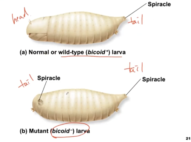 <p>No head structure</p>