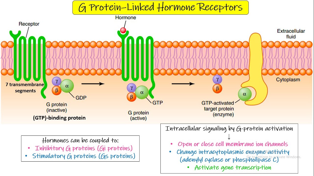 <p>G Protein-linked receptor</p>