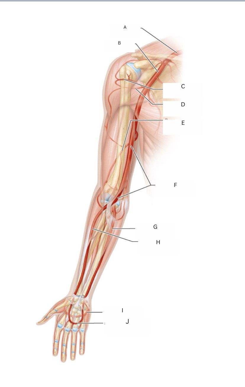 <p>(arteries of the upper limbs) what letter is D</p>