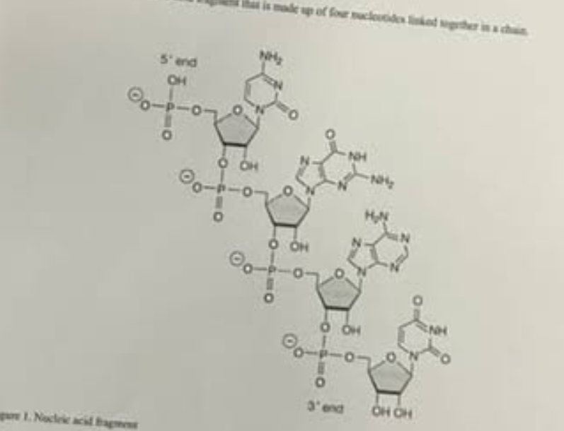 <p>which of the following characteristics of figure 1 best shows that the fragment is RNA not DNA?</p>