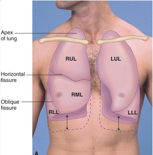 <p>Lung fields aka where is the base and apex of the lungs approximately located</p>