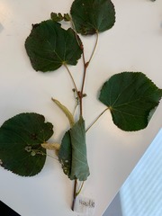 Tilia cordata