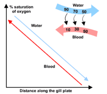 <ul><li><p>water flows over the lamellae in the opposite direction to blood flow in the lamellae capillaries</p></li><li><p>the water always has a higher oxygen concentration than the blood, so diffusion can happen across the full length of the lamellae as the conc gradient is maintained</p></li><li><p>the blood absorbs more oxygen as it moves along, but since the there still a concentration gradient more oxygen can flow into the blood</p></li></ul><p></p>